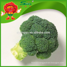 top grade broccoli frozen transportation no pesticide residue hotbed